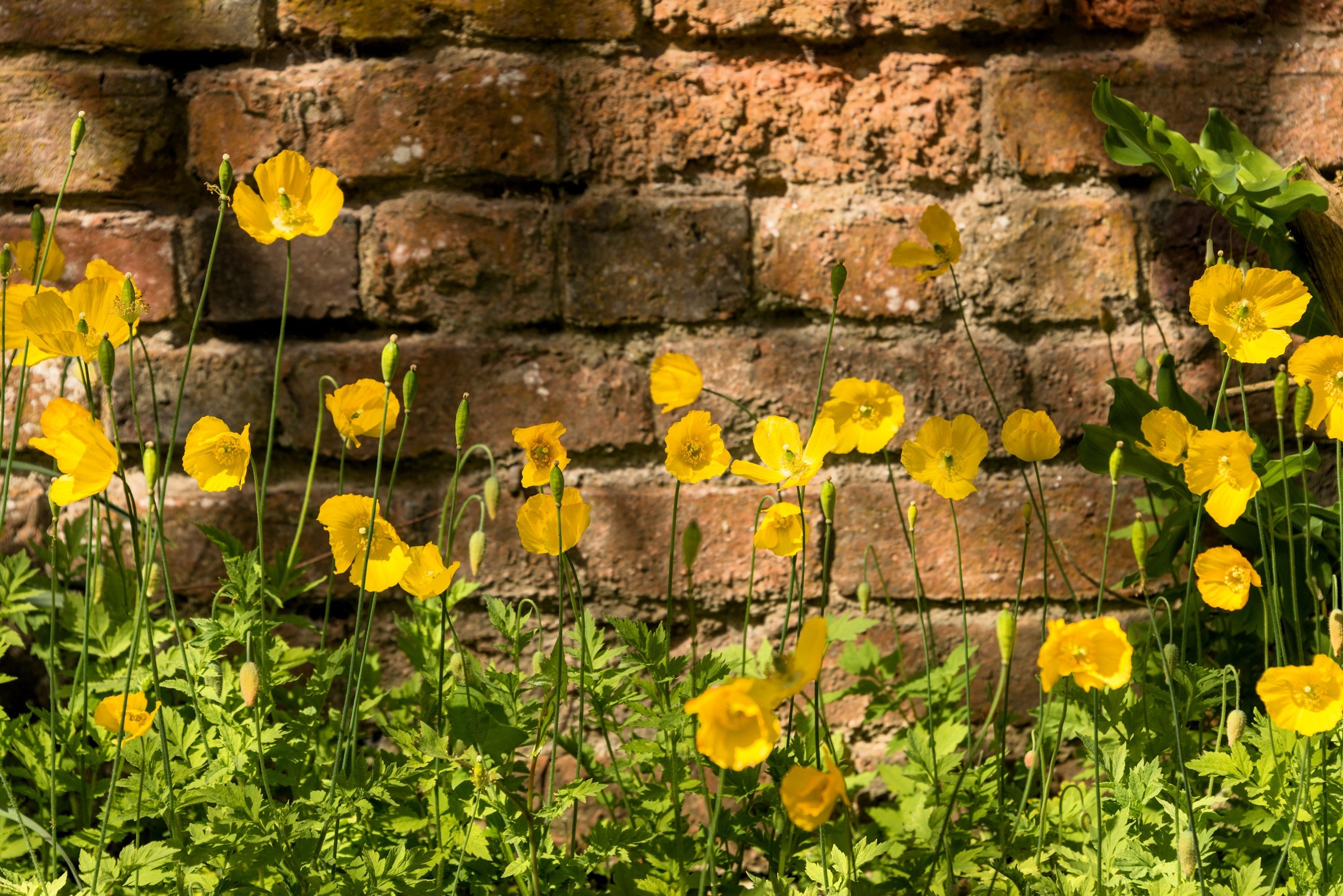 20 Yellow WELSH POPPY Meconopsis Papaver Cambricum Perennial Shade Flower Seeds