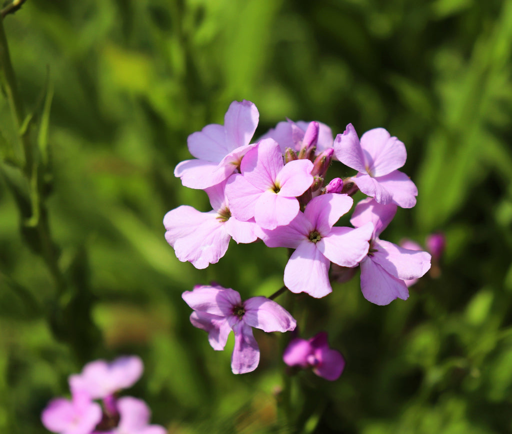 1000 EVENING (night) SCENTED STOCK Matthiola Longipetala Bicornis Flower Seeds