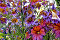 200 Mixed Colors PAINTED TONGUE (Velvet Trumpet Flower) Salpiglossis Grandiflora Virgiana Flower Seeds