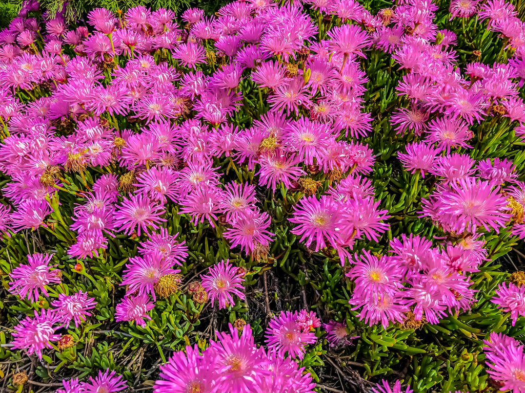 25 Table Mountain ICE PLANT Magenta Fuchsia Delosperma Cooperi Perennial Pink Carpet Flower Seeds