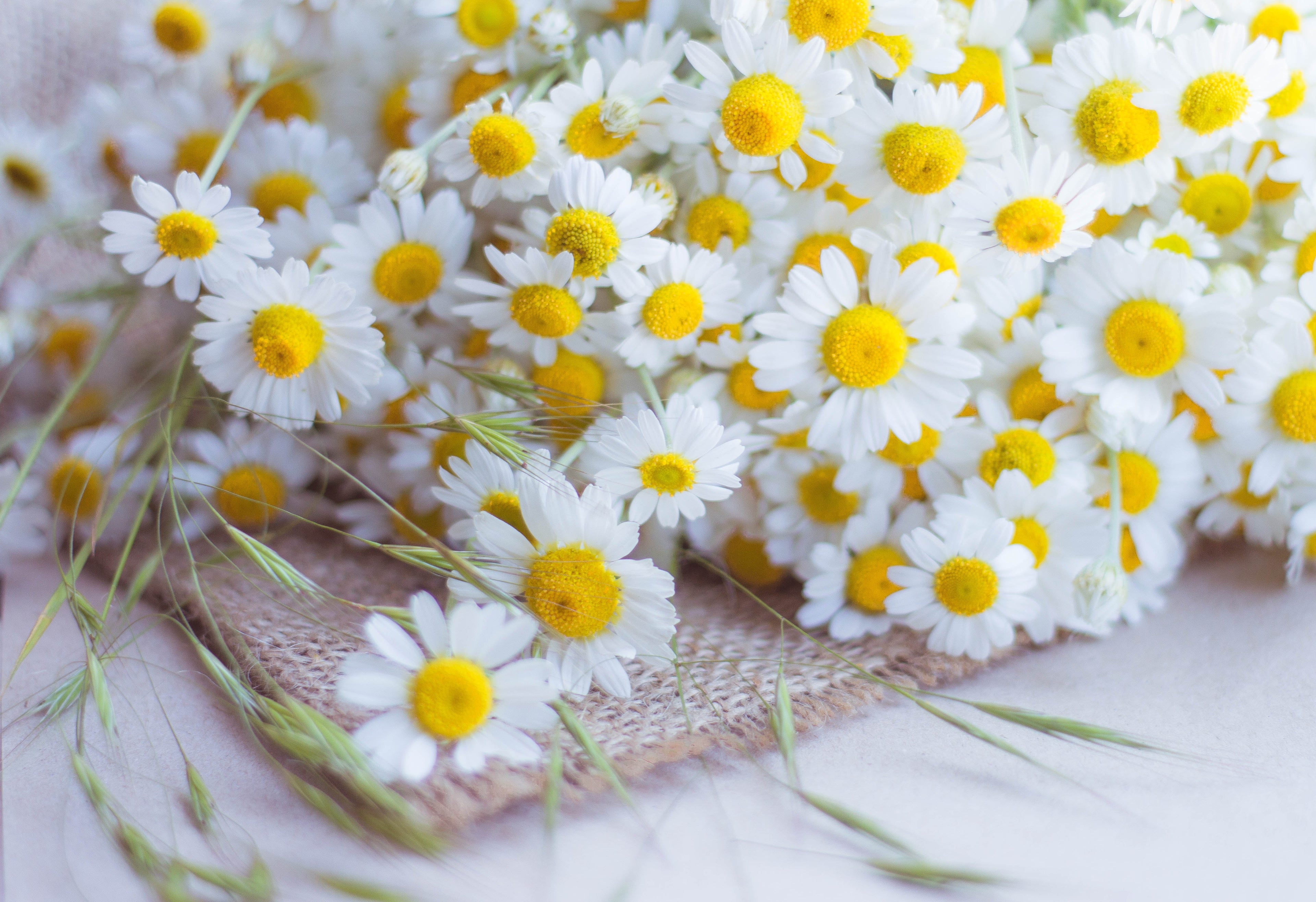300 FEVERFEW Tanacetum Parthenium Herb Flower Seeds