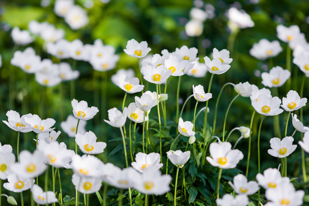 5 MADONNA ANEMONE Sylvestris White & Yellow Flower Seeds