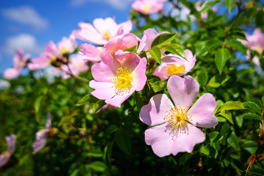 15 Pink WOOD'S ROSE Bush Mountain Rose Rosa Woodsii Fragrant Flower Seeds
