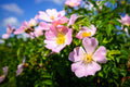 15 Pink WOOD'S ROSE Bush Mountain Rose Rosa Woodsii Fragrant Flower Seeds