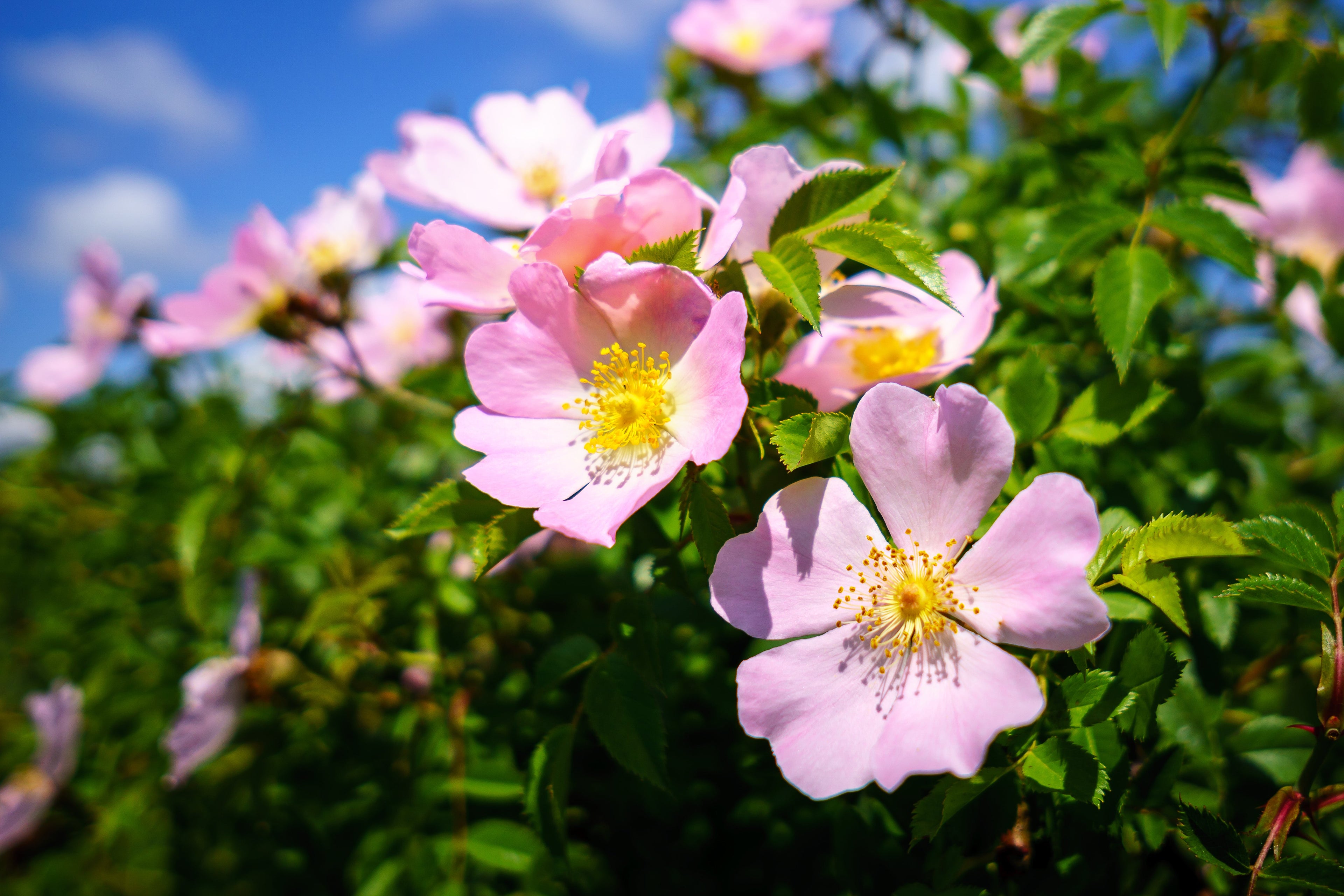 15 Pink WOOD'S ROSE Bush Mountain Rose Rosa Woodsii Fragrant Flower Seeds