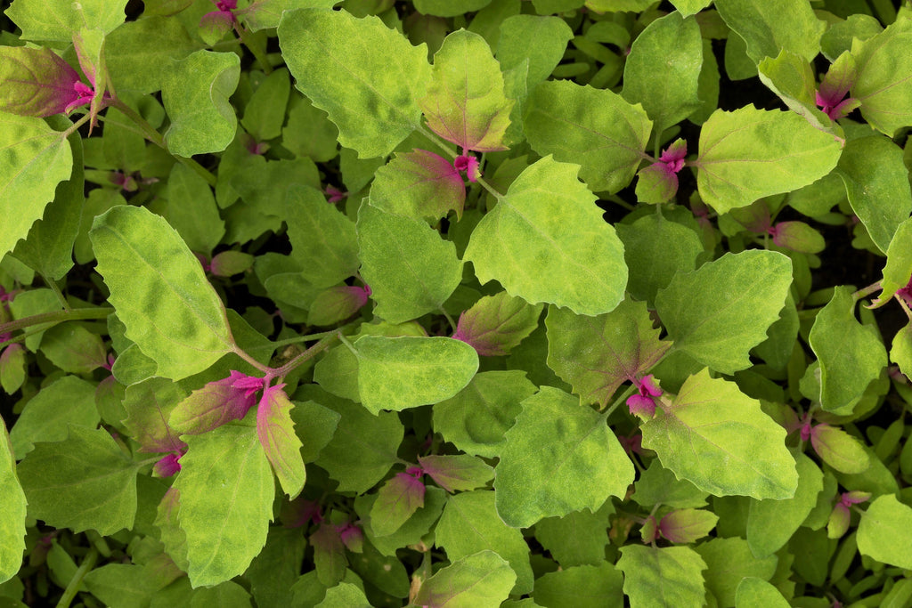 100 GIANT GOOSEFOOT Chenopodium Giganteum Purple Magenta Spreen Vegetable Seeds