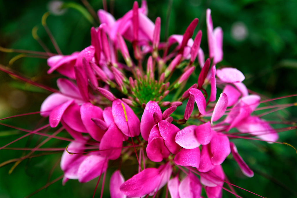 200 CHERRY QUEEN CLEOME Spinosa Hassleriana Carmine Rose Spider Flower Seeds