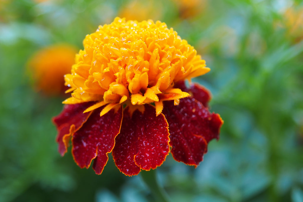 250 DWARF DOUBLE MARIGOLD ' Orange Flame ' Tagetes Patula French Red Flower Seeds