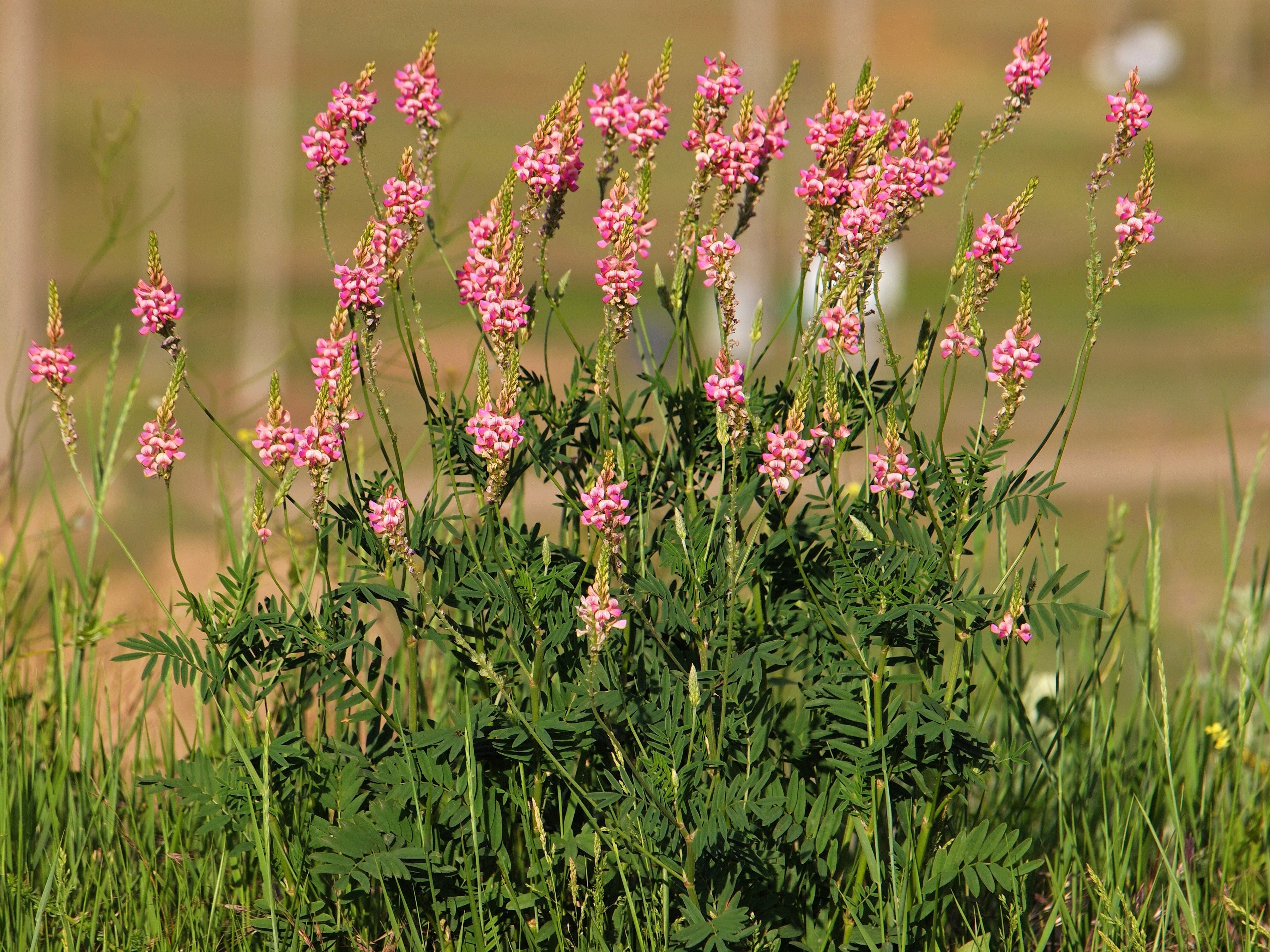 50 PINK SAINFOIN Common Onobrychis Viciifolia Holy Clover Legume Ground Cover Forage Flower Seeds