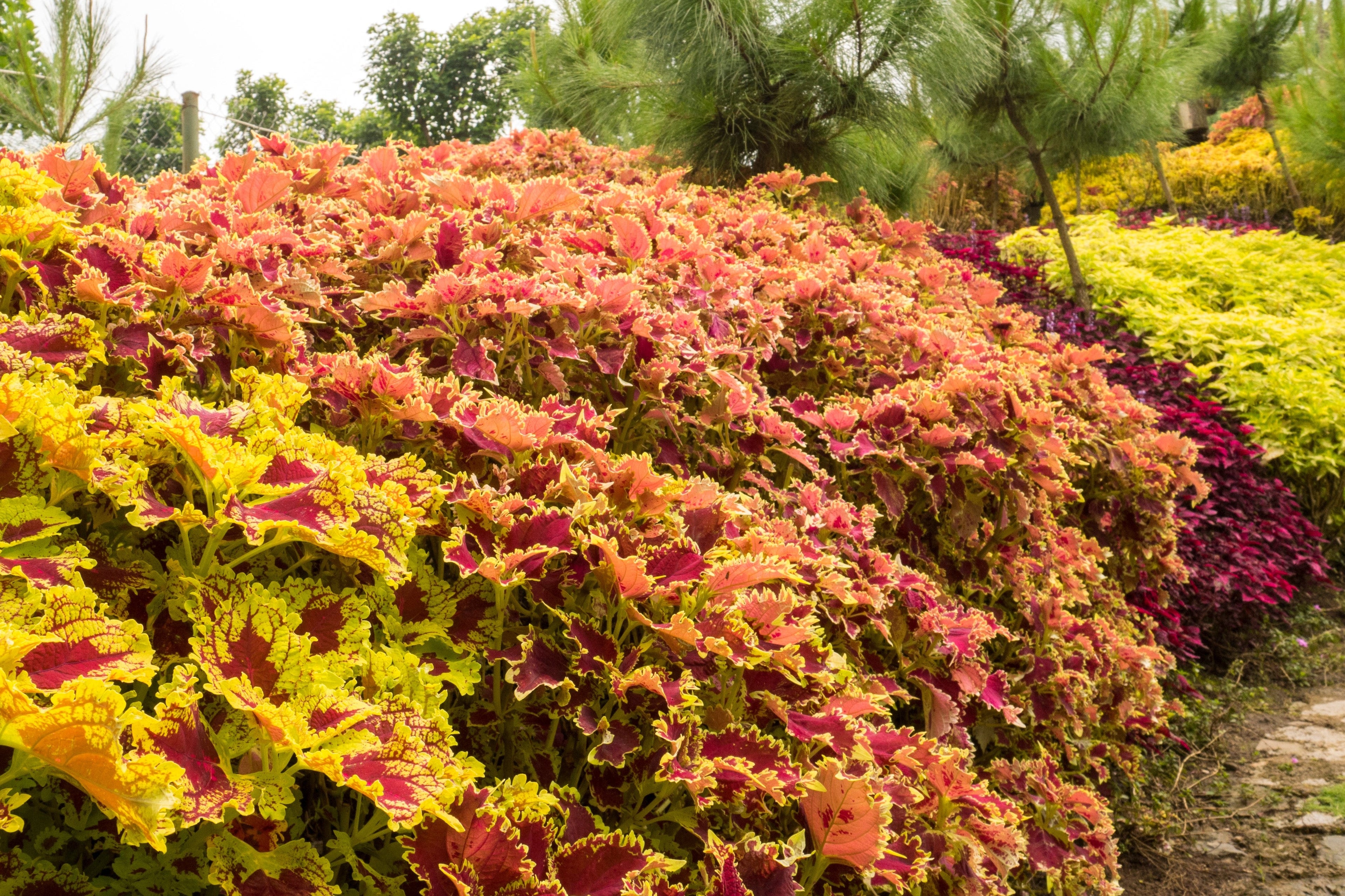 100 Mixed Colors COLEUS RAINBOW MIX Shade Houseplant Solenostemon Flower Seeds