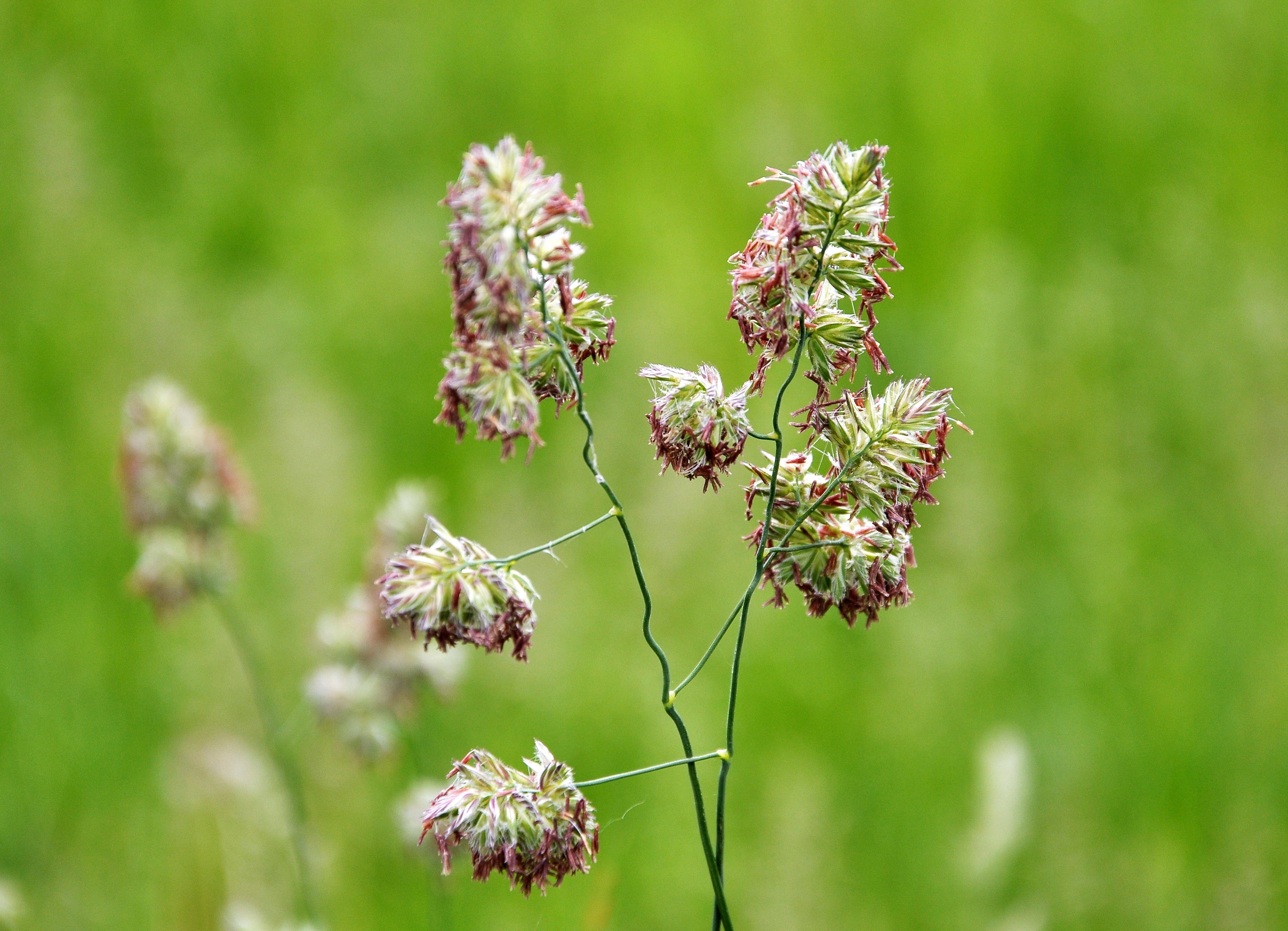 3000 QUICKDRAW ORCHARDGRASS Cat Grass Petgrass Cocksfoot Cool-Season Sun or Shade Dactylis GlomerataPerennial Bunchgrass Quick Draw Grass Seeds