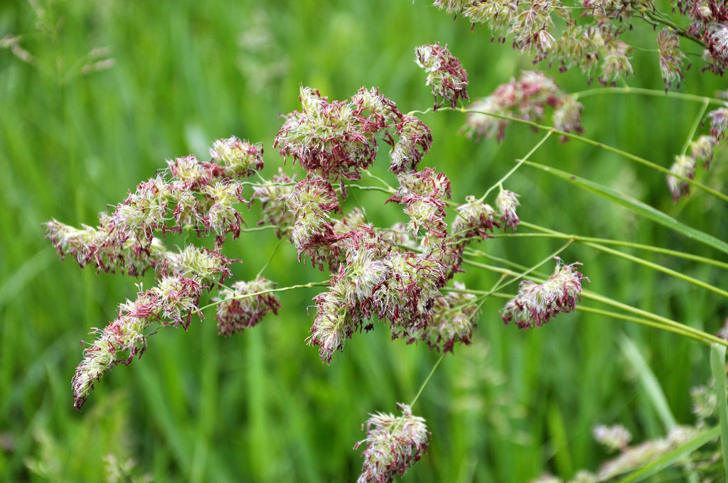 3000 QUICKDRAW ORCHARDGRASS Cat Grass Petgrass Cocksfoot Cool-Season Sun or Shade Dactylis GlomerataPerennial Bunchgrass Quick Draw Grass Seeds