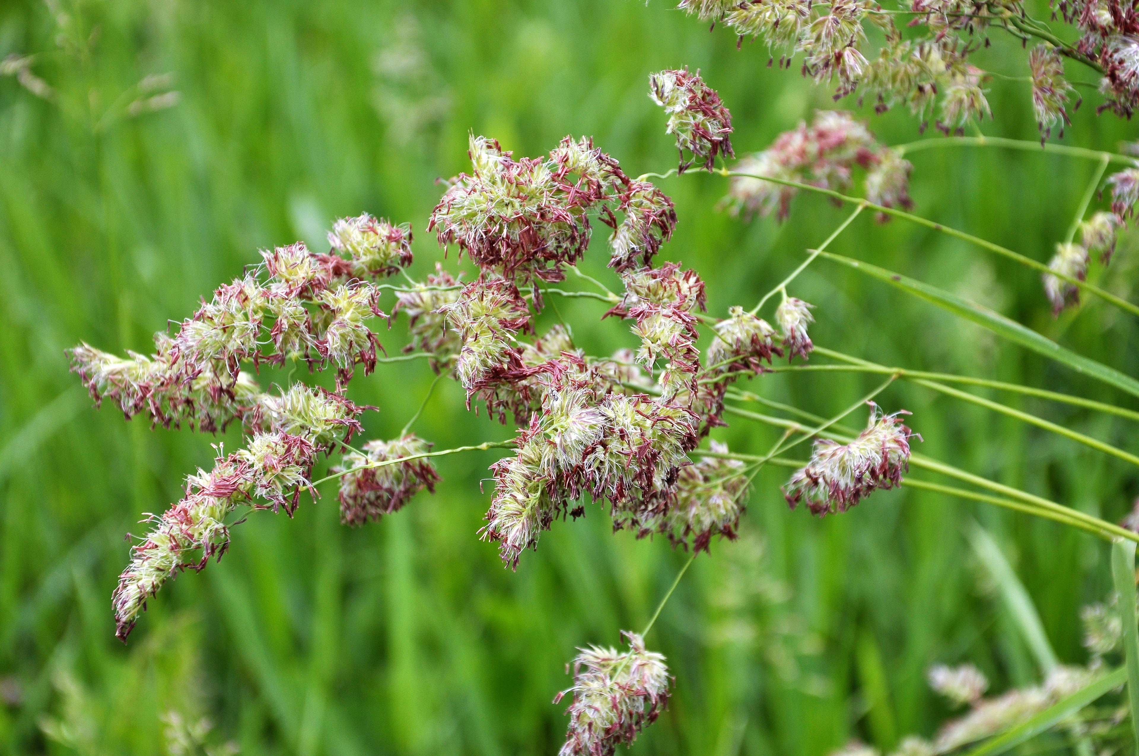 3000 QUICKDRAW ORCHARDGRASS Cat Grass Petgrass Cocksfoot Cool-Season Sun or Shade Dactylis GlomerataPerennial Bunchgrass Quick Draw Grass Seeds