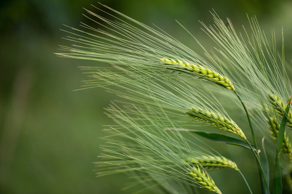 100 Common BARLEY Hordeum Vulgare Grain Grass Cover Crop Beer Seeds