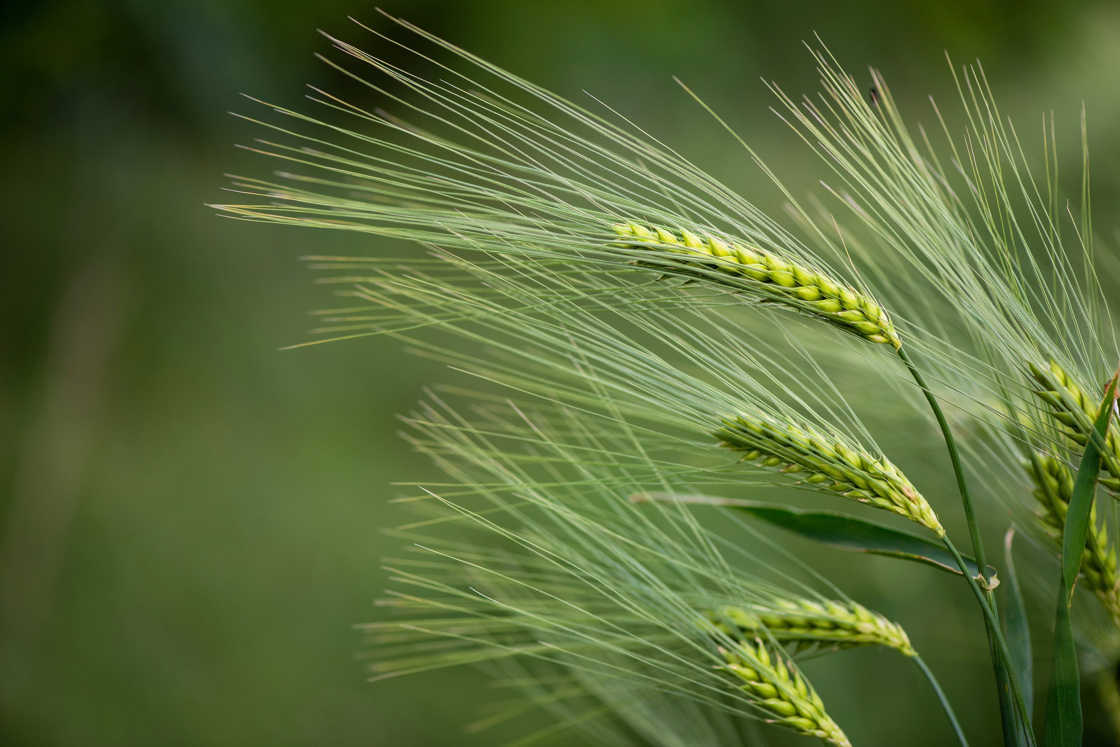 100 Common BARLEY Hordeum Vulgare Grain Grass Cover Crop Beer Seeds