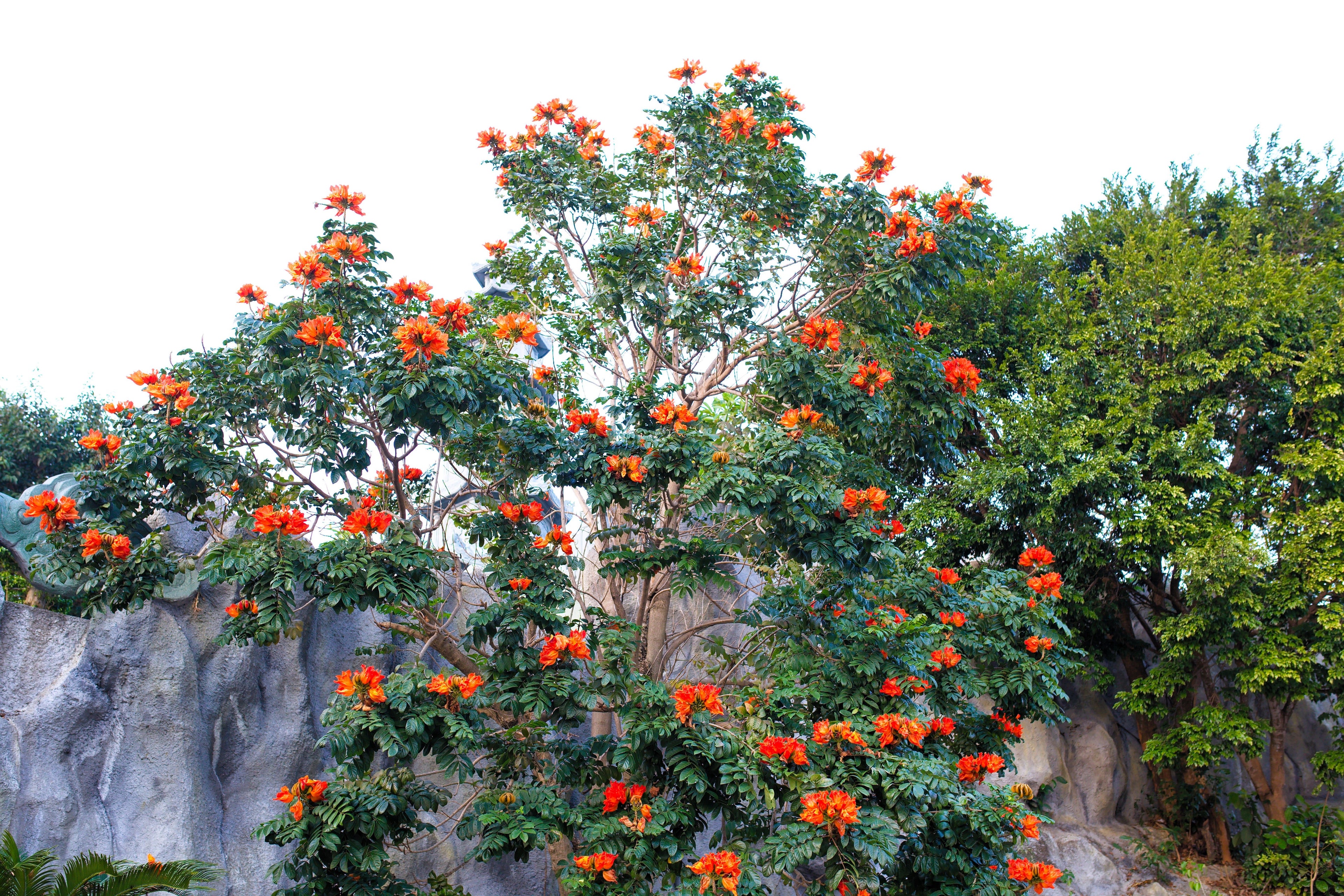 15 Red AFRICAN TULIP TREE (Fire Tree / Flame of the Forest / Fountain Tree) Spathodea Campanulata Seeds