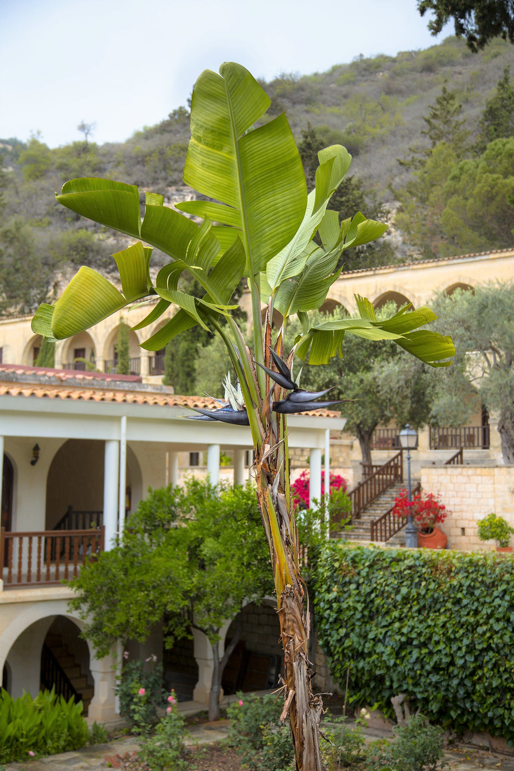 5 GIANT BIRD OF PARADISE Tree Strelitzia Nicolai Wild Banana White Crane Blue Purple Flower Houseplant Seeds