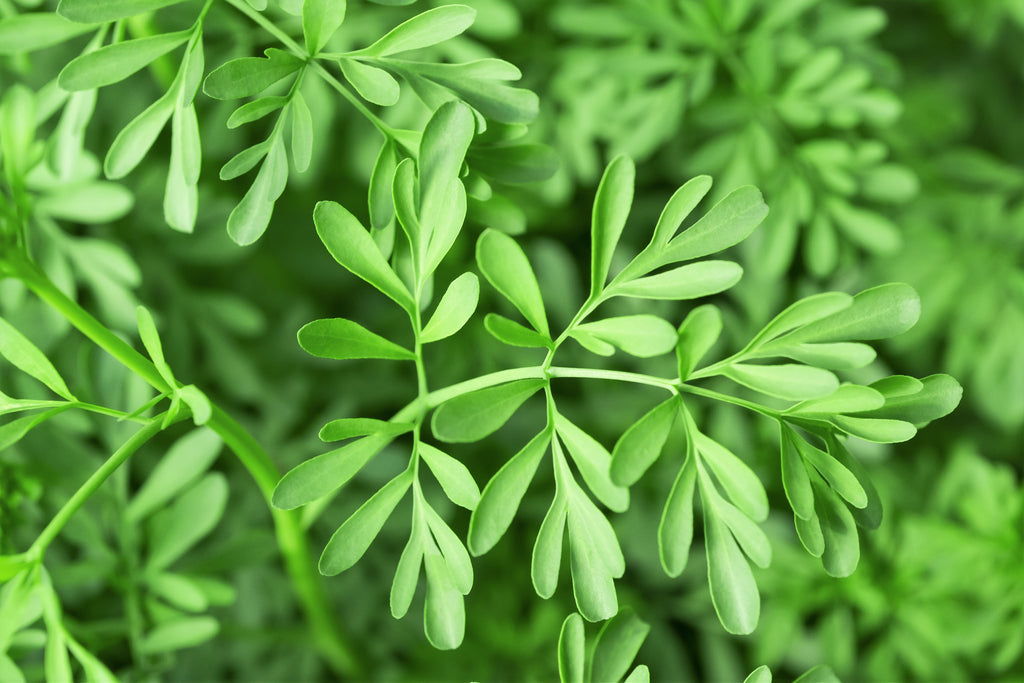 50 YELLOW RUE Herb of Grace Common Ruta Graveolens Fragrant Evergreen Flower Seeds