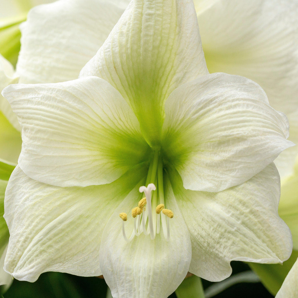 Amaryllis - White Christmas