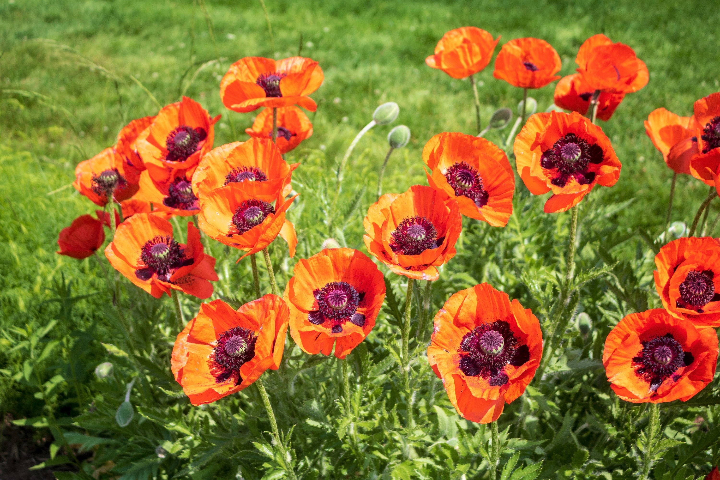 100 PRINCE of ORANGE POPPY Oriental Poppy Papaver Orientale Perennial Flower Seeds