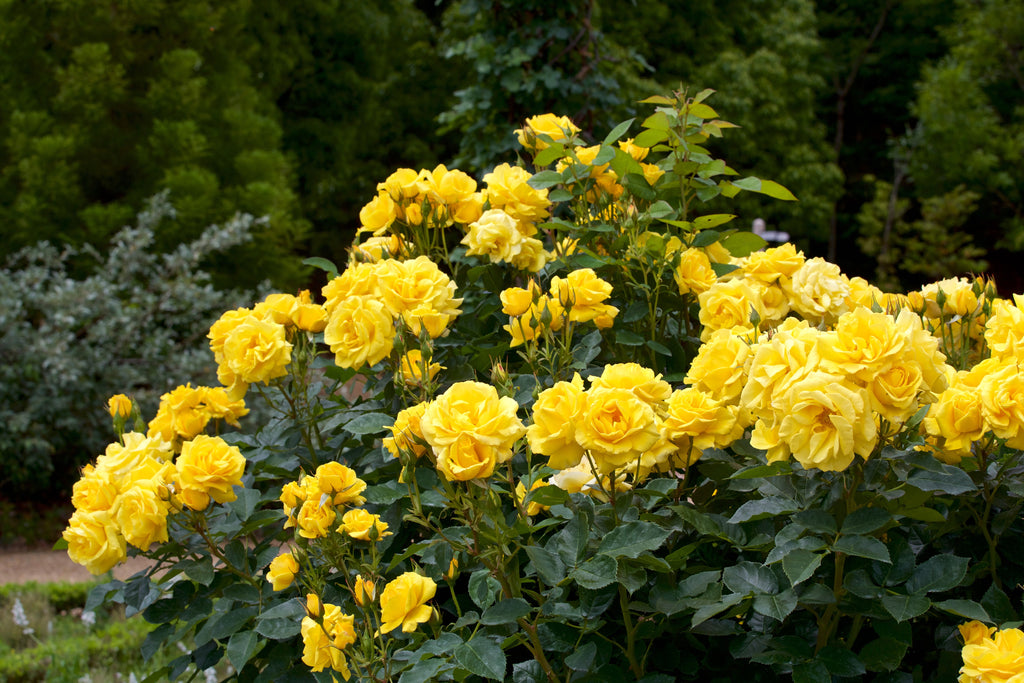 5 YELLOW ROSE Rosa Bush Shrub Perennial Flower Seeds