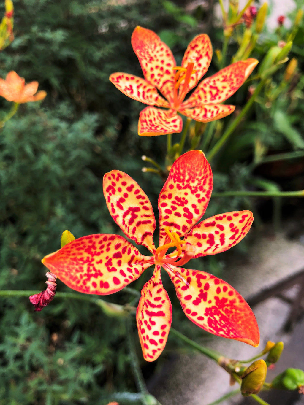 10 FRECKLEFACE BLACKBERRY LILY (Leopard Lily) Belamcanda Chinensis Iri ...