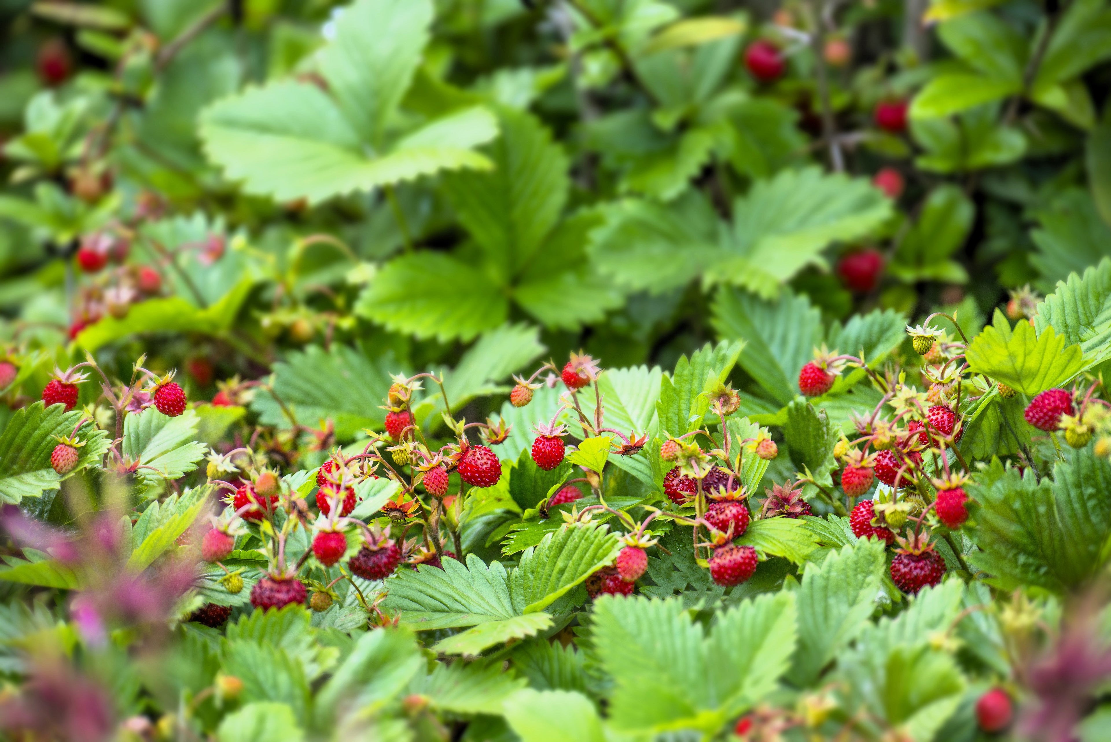 100 VESCA BARON STRAWBERRY Solemacher Berry Fragari Fruit Seeds