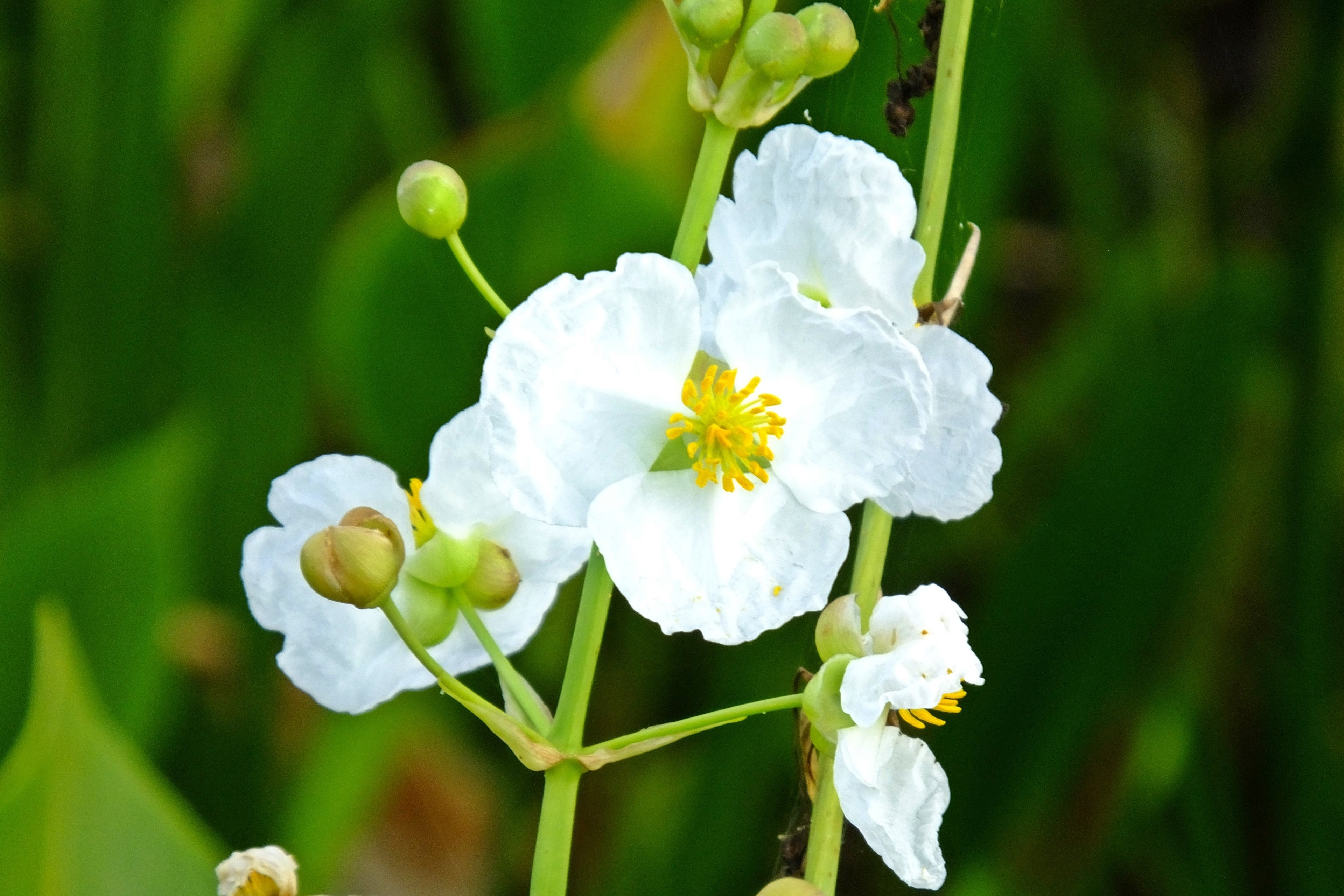 wetland flower seeds 500 White Broadleaf ARROWHEAD Sagittaria Latifolia POND WETLAND Flower – Nate's Garden Supply