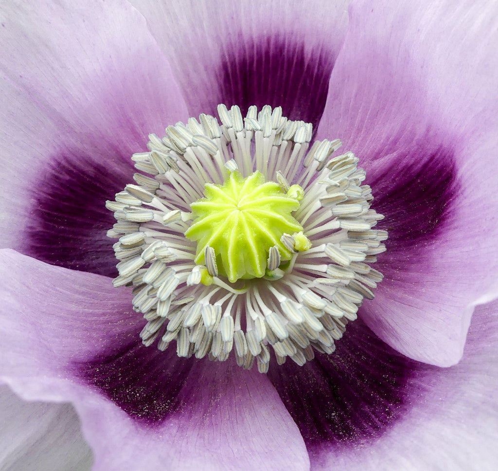 350 TASMANIAN Purple & White POPPY Papaver Somniferum Flower Seeds