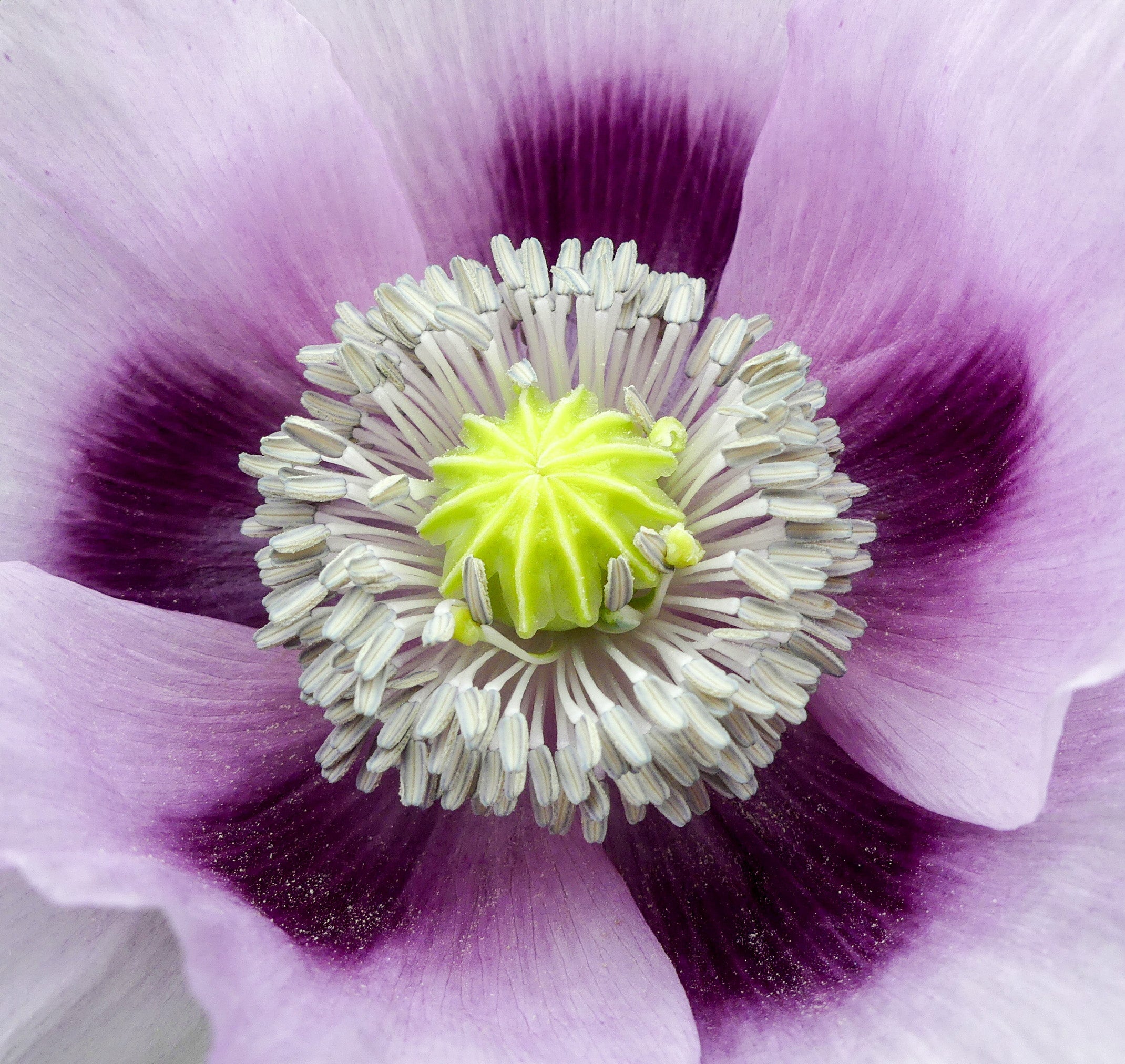 350 TASMANIAN Purple & White POPPY Papaver Somniferum Flower Seeds