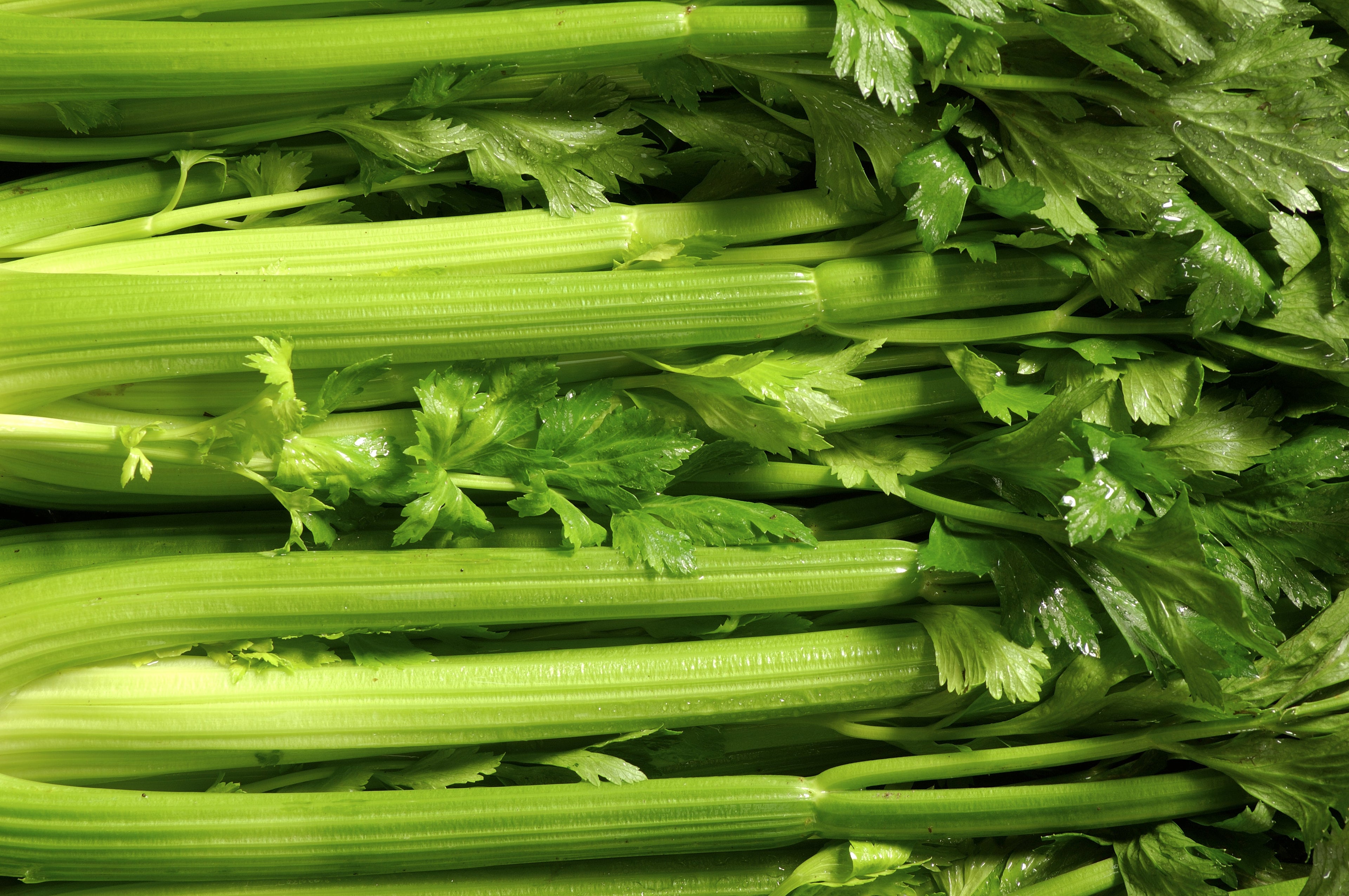 1000 TENDERCRISP CELERY Stalks & Leaves Apium Graveolens Vegetable Seeds