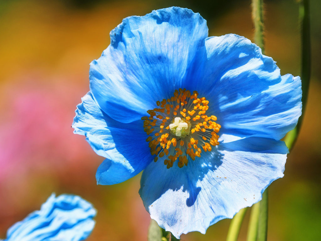 10 BLUE HIMALAYAN POPPY Tibetan Meconopsis Betonicifolia Flower Seeds