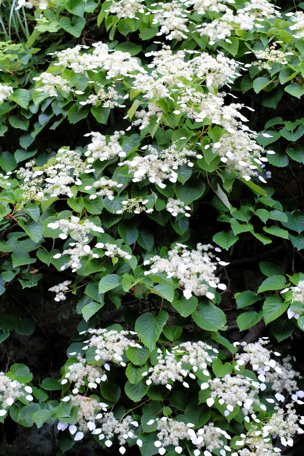 50 JAPANESE HYDRANGEA VINE White Flower Schizophragma Hydrangeoides Seeds