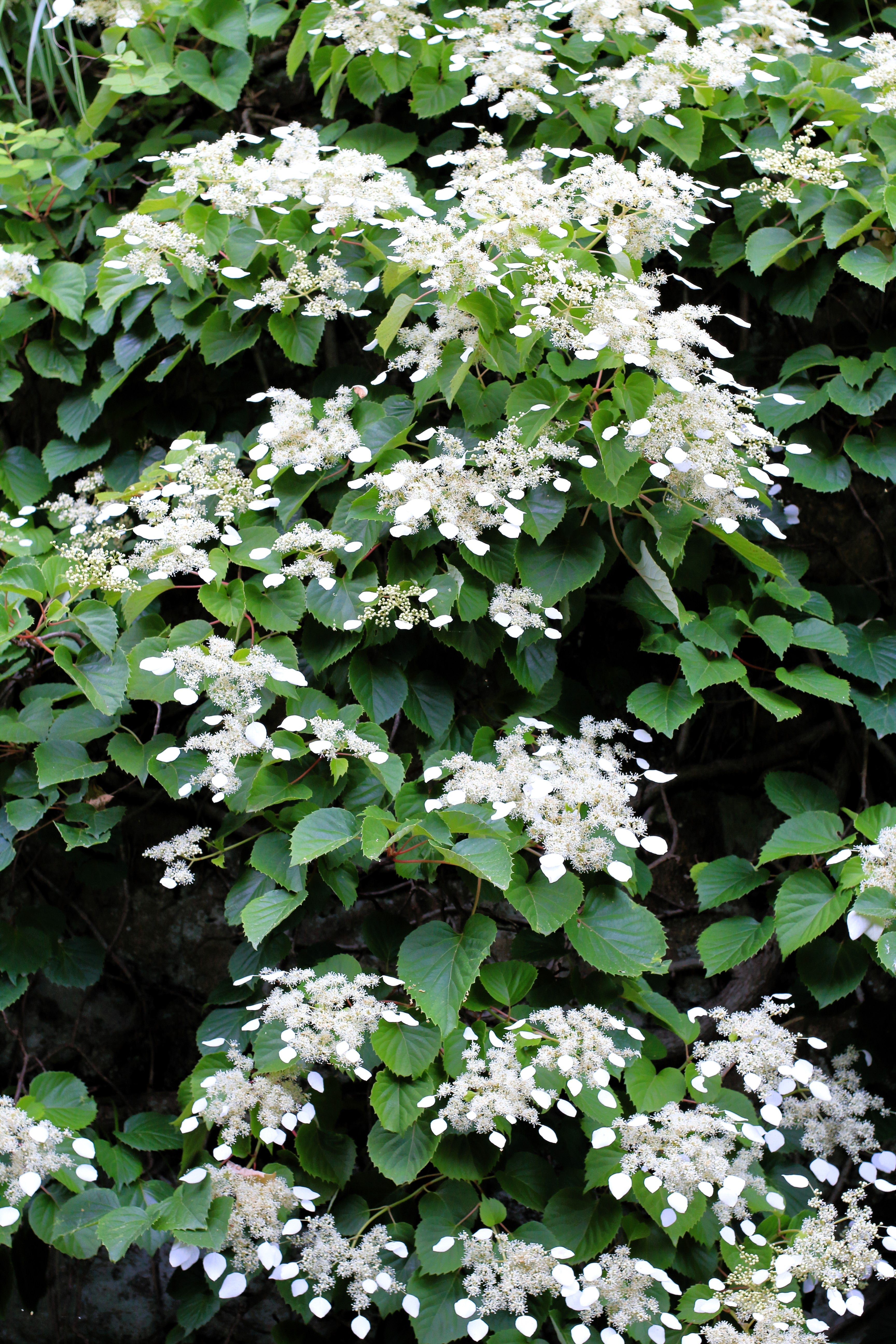 50 JAPANESE HYDRANGEA VINE White Flower Schizophragma Hydrangeoides Seeds