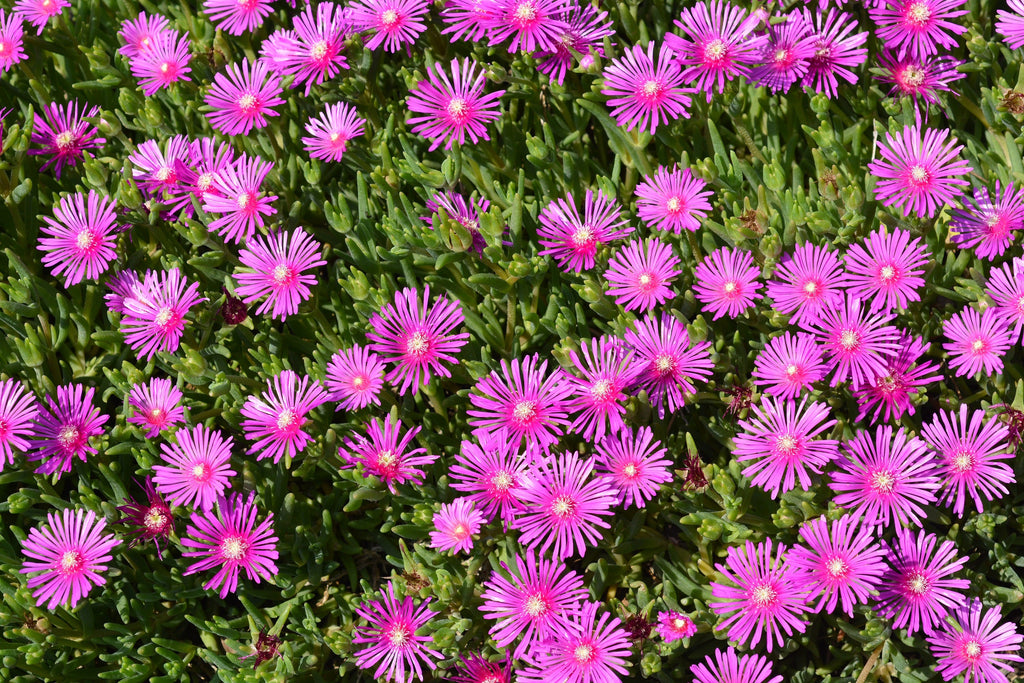 25 Table Mountain ICE PLANT Magenta Fuchsia Delosperma Cooperi Perennial Pink Carpet Flower Seeds