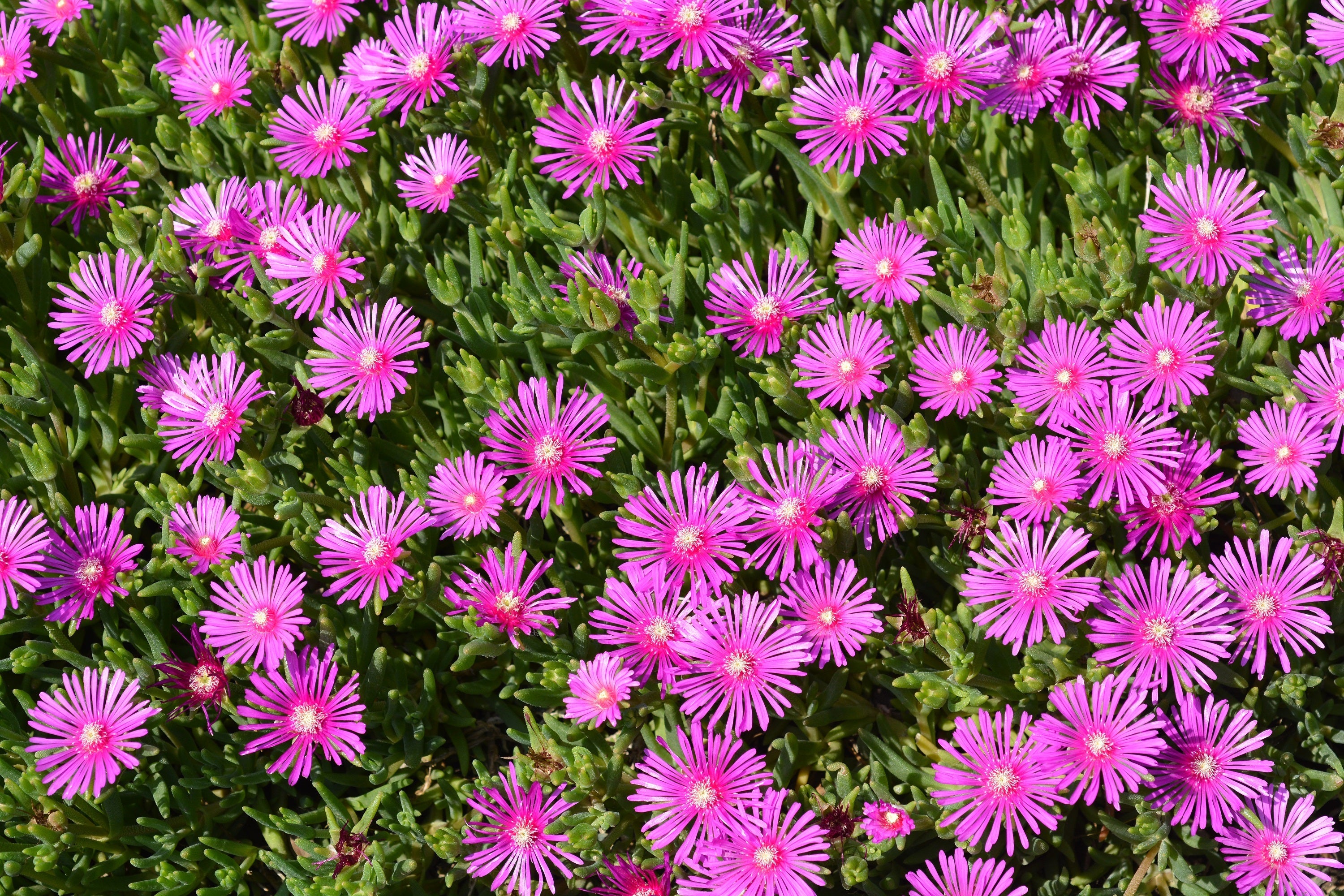 25 Table Mountain ICE PLANT Magenta Fuchsia Delosperma Cooperi Perennial Pink Carpet Flower Seeds