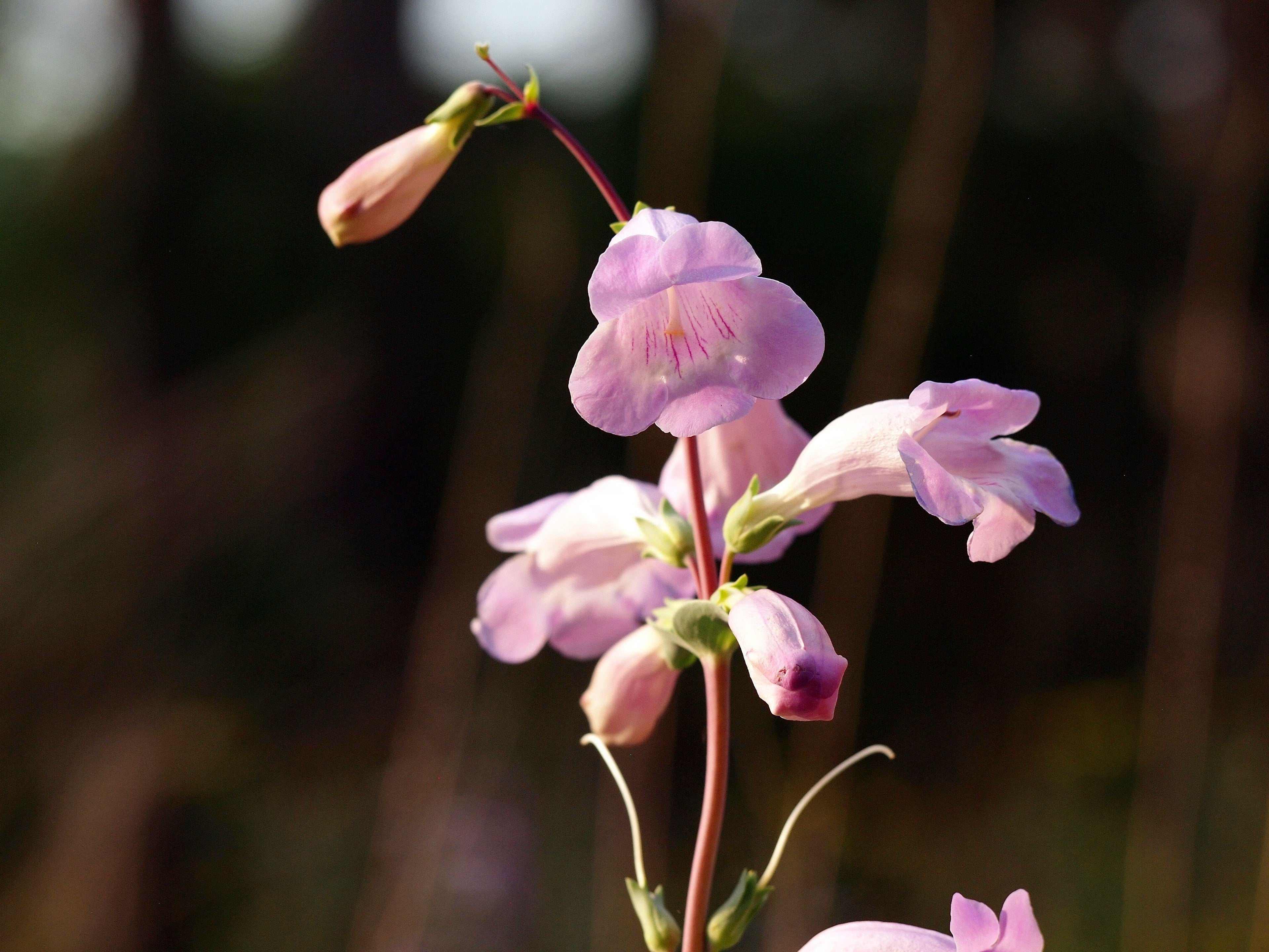 250 LARGE FLOWERED BEARDTONGUE Penstemon Grandiflorus Native Pink Purple Flower Seeds