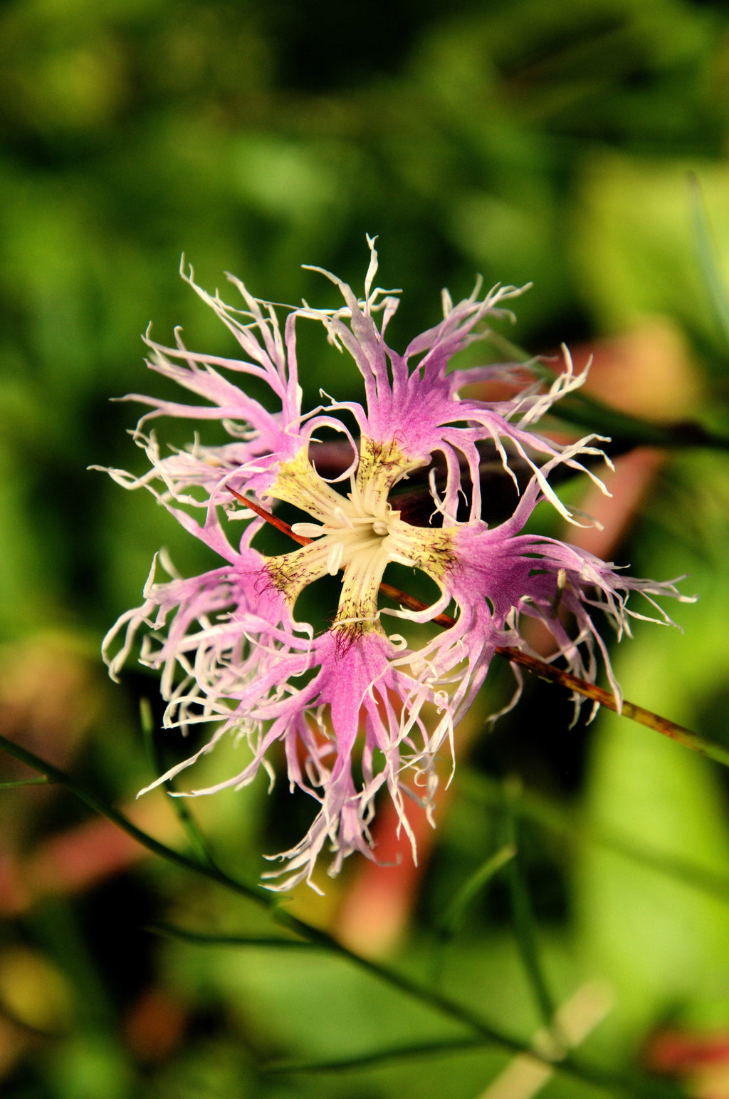 1000 FRINGED PINKS DIANTHUS Superbus White Pink Purple Flower Seeds