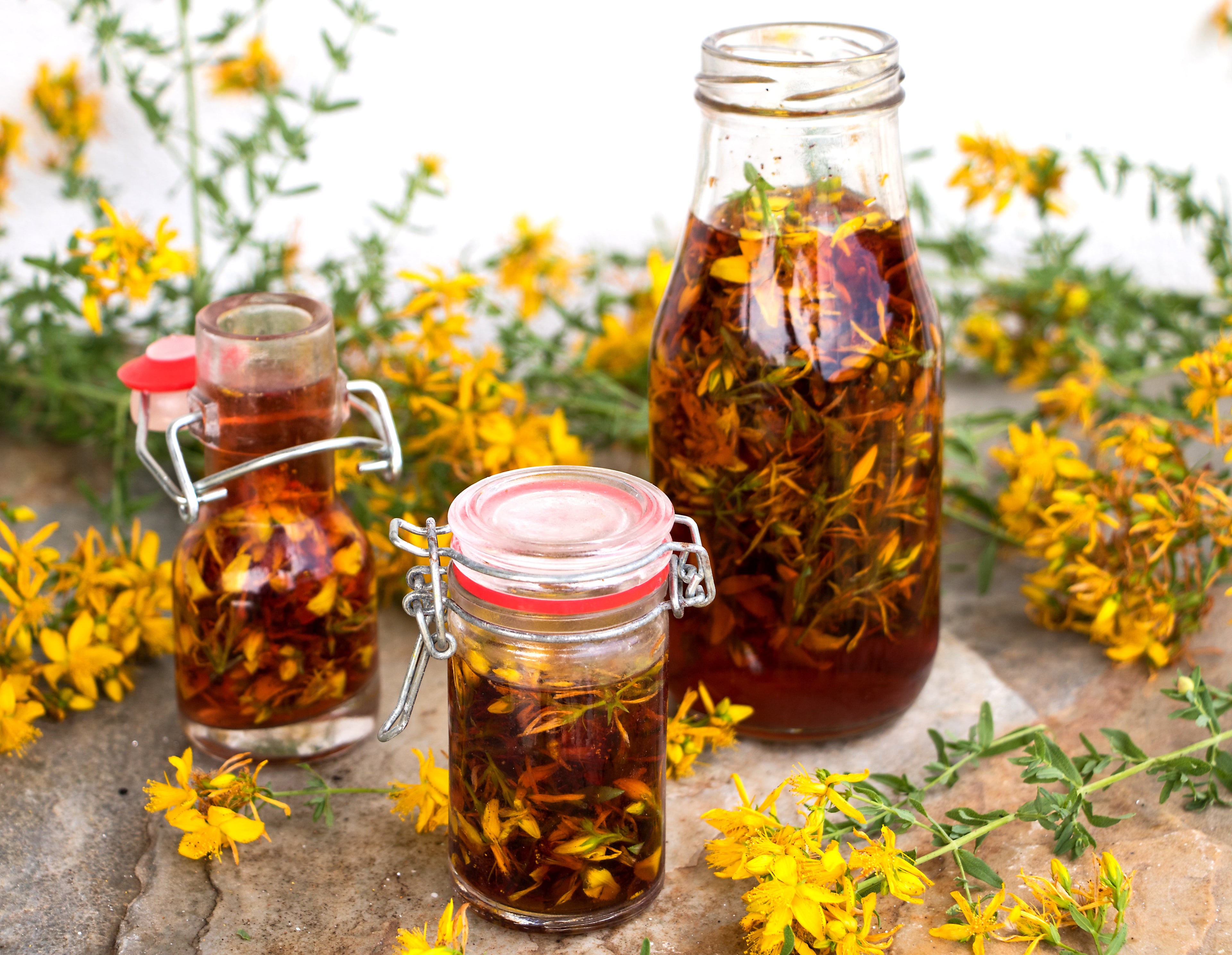 1500 Great SAINT JOHNS WORT St John's Hypericum Pyramidatum Yellow Flower Herb Seeds