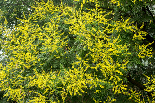 10 DWARF GOLDEN RAIN TREE Koelreuteria Paniculata Nana Yellow Flower Seeds