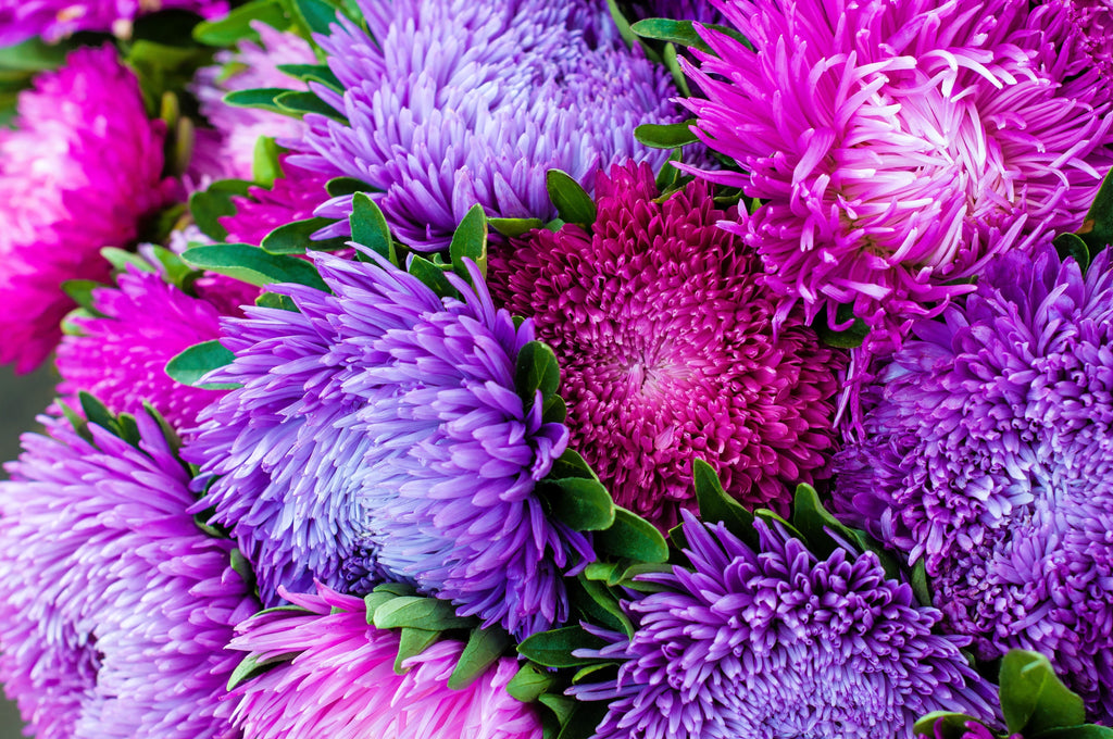 50 Mixed OSTRICH PLUME ASTER Feather Spider Callistephus Chinensis Flower Seeds