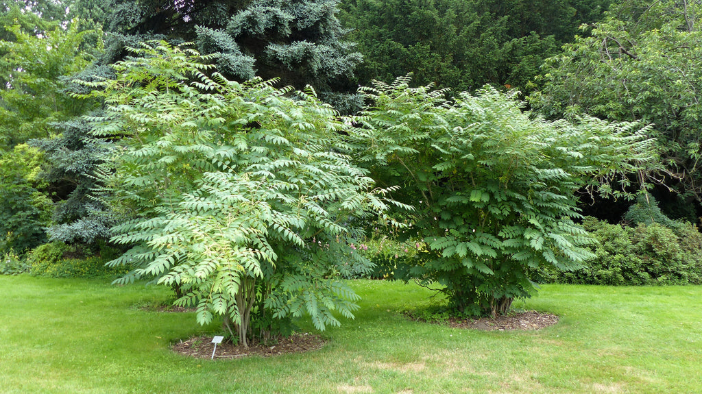 7 BLUE SAUSAGE FRUIT Edible & Ornamental Decaisnea Fargesii Tree Shrub Seeds