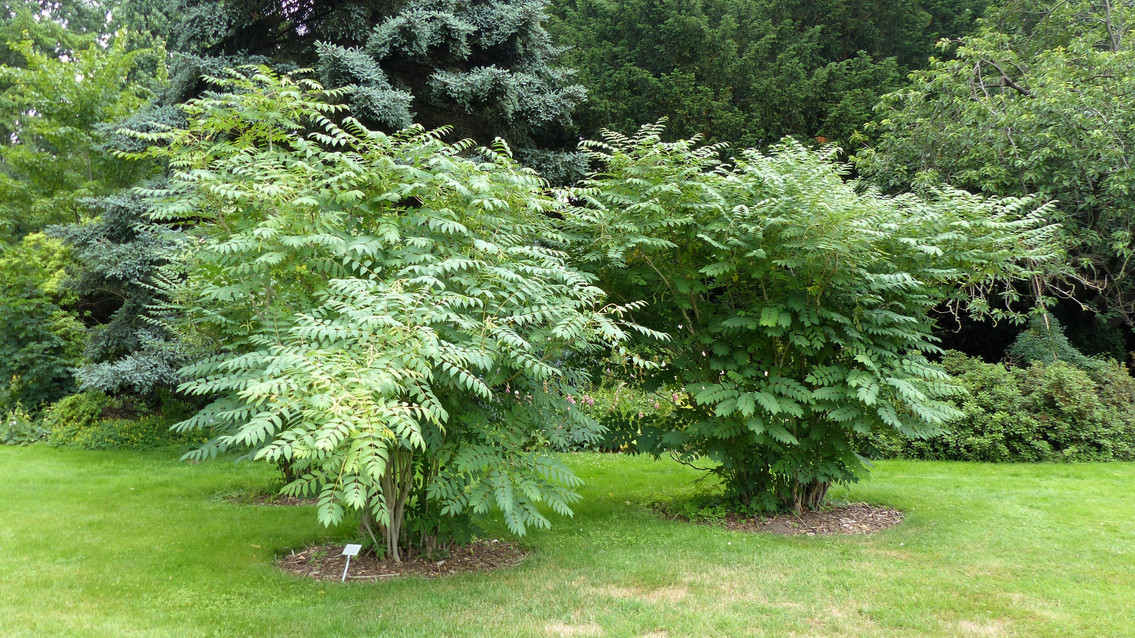 7 BLUE SAUSAGE FRUIT Edible & Ornamental Decaisnea Fargesii Tree Shrub Seeds