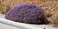 100 MOTHER OF THYME aka Lemon Broadleaved Large Thyme Thymus Pulegioides Herb Pink Flower Seeds
