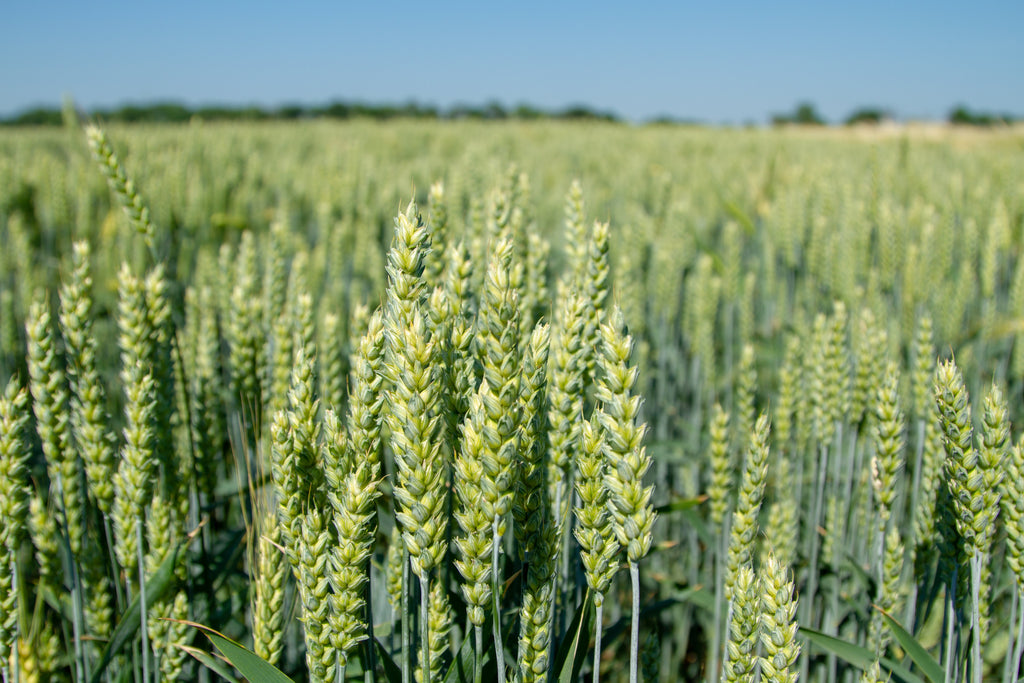 100 Common BARLEY Hordeum Vulgare Grain Grass Cover Crop Beer Seeds