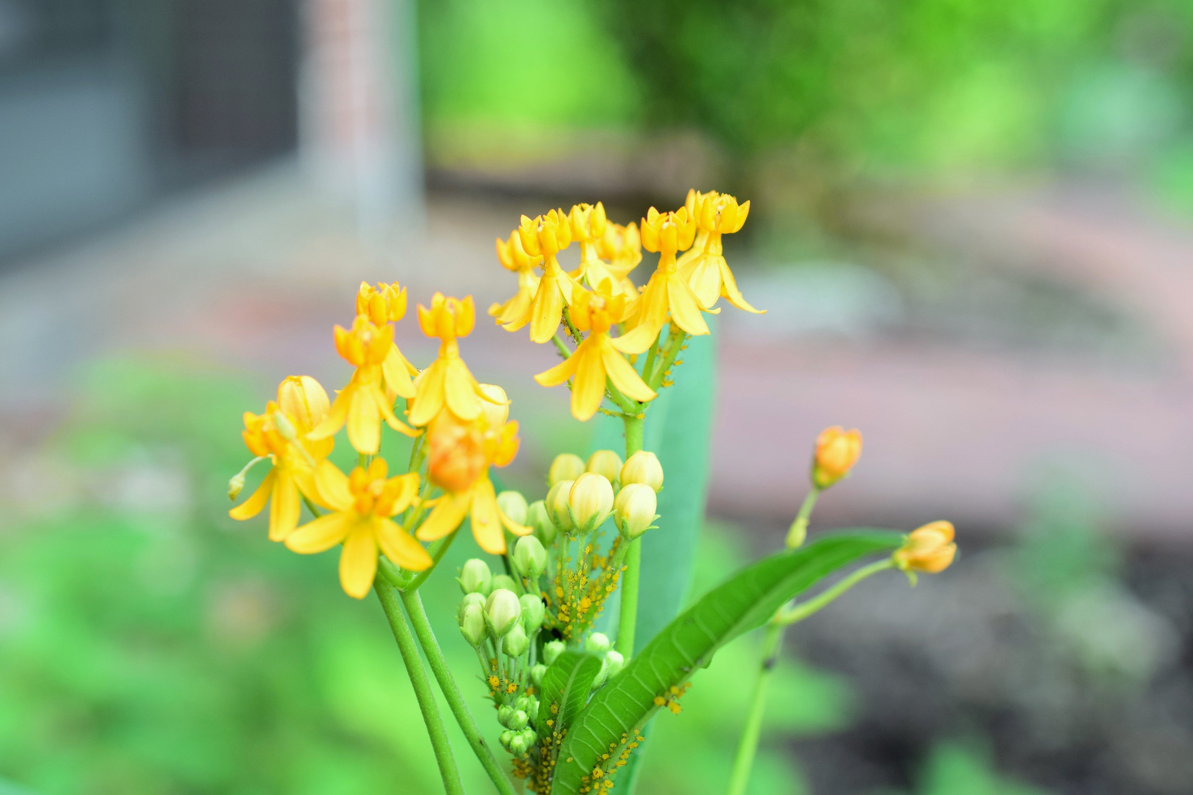 10 Bright YELLOW MILKWEED Butterfly Weed Asclepias Tuberosa Monarch Flower Seeds