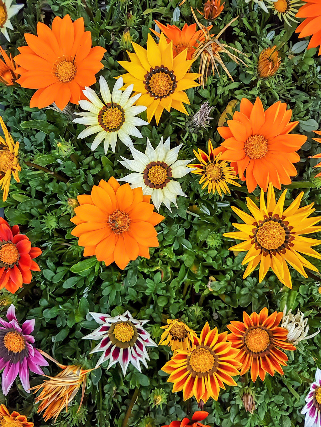 30 Mixed Colors GAZANIA Rigens Treasure Flower Seeds