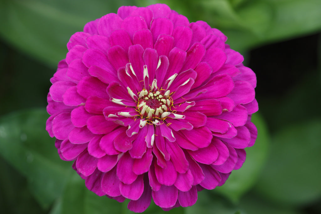 250 VIOLET QUEEN ZINNIA Elegans Purple Double Dahlia Heirloom Flower Seeds