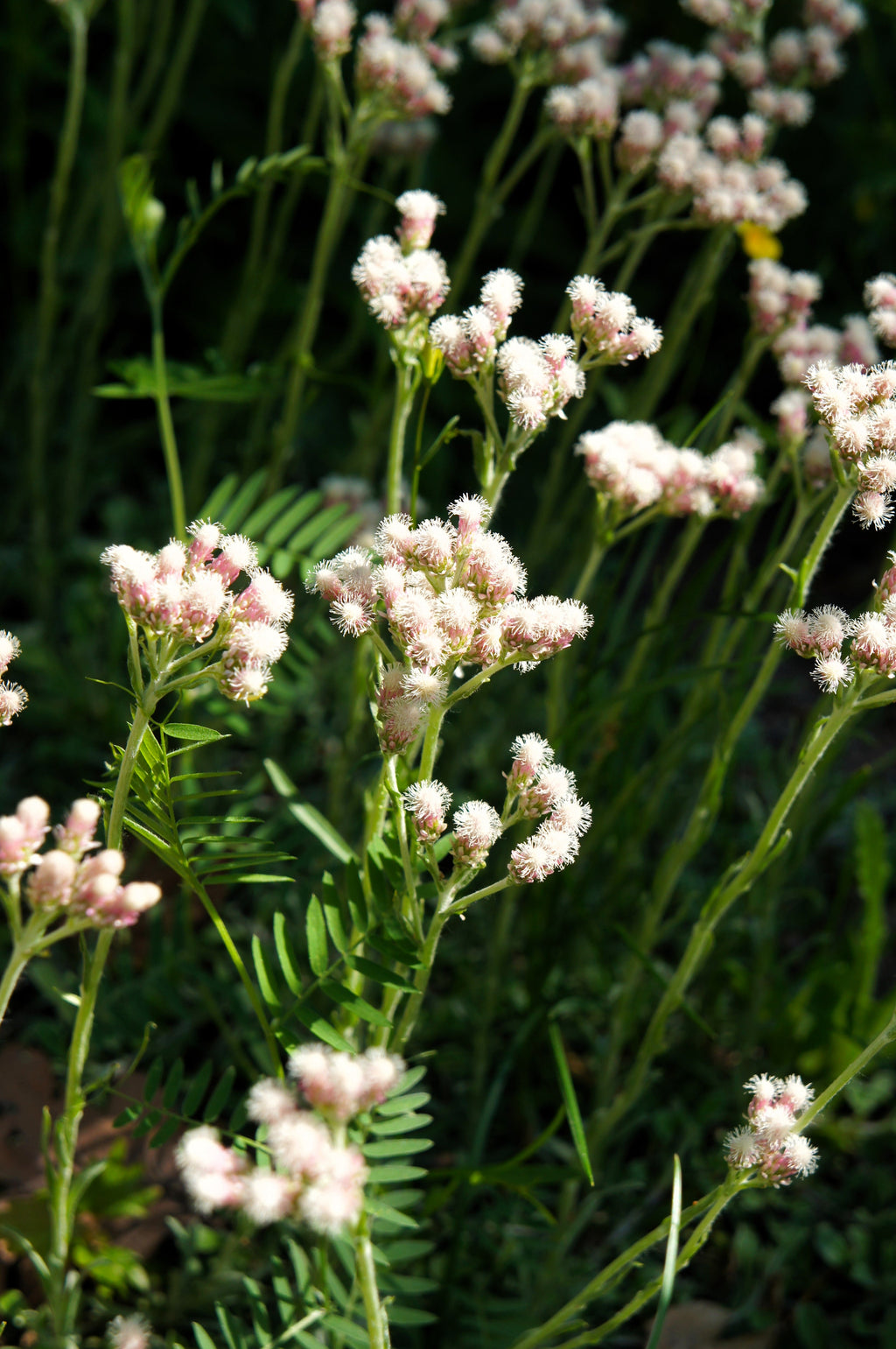150 White PUSSYTOES Cats Paws Antennaria Plantaginifolia Flower Seeds
