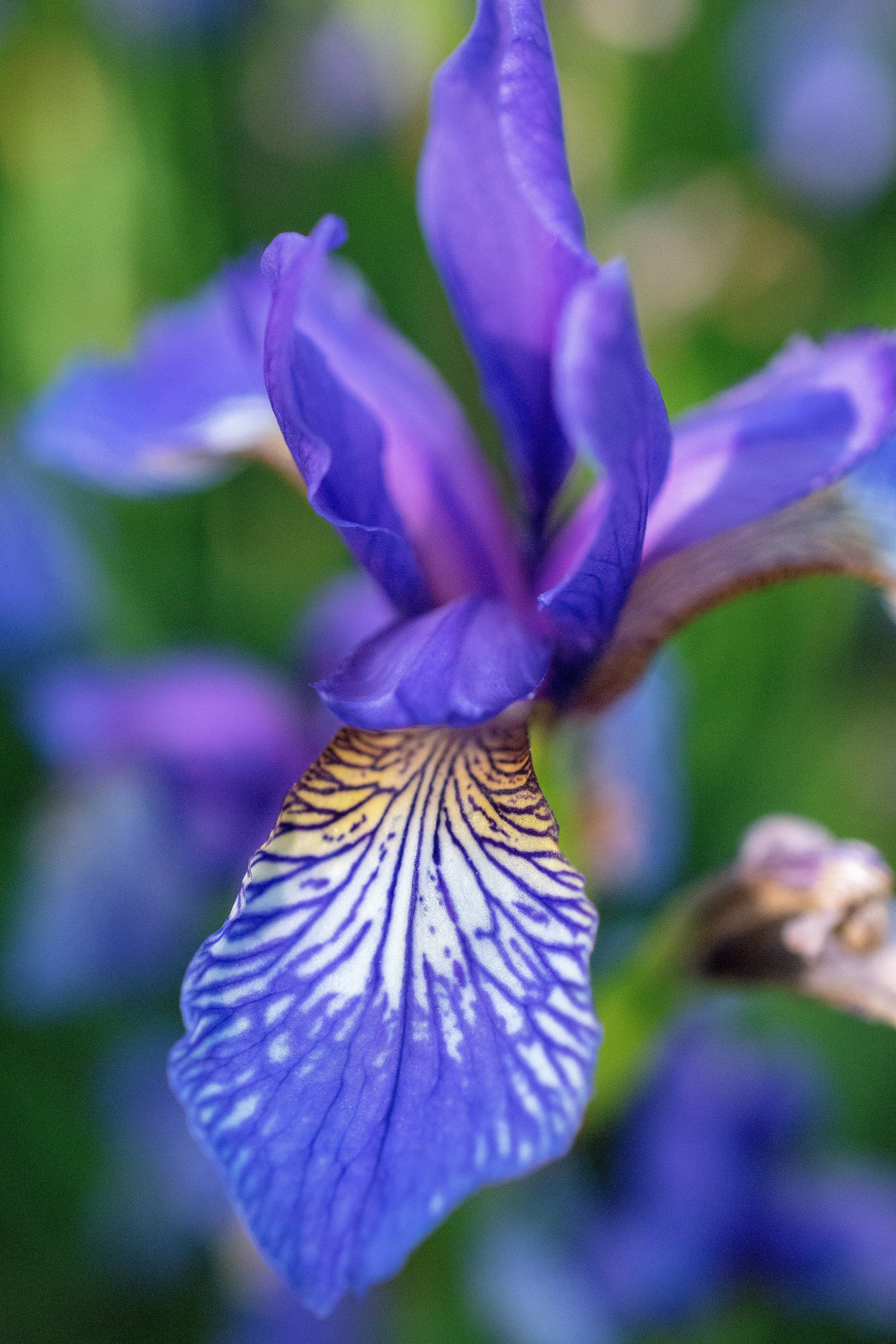 20 ALASKA IRIS Setosa Wild Flag Beachhead Blue Purple White Yellow Native Wetland Flower Seeds